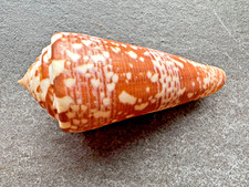 Conus thomae - , (strategoconus)