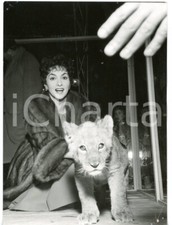 1956 MILANO Zoo di Angelo LOMBARDI - Gina LOLLOBRIGIDA con un cucciolo di leone