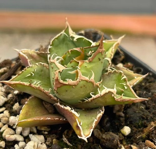 Agave titanota bingbao - agave,