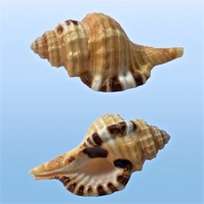 Cymatiidae, Lotoria