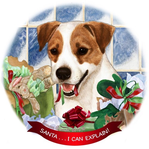 Jack russell terrier - russell,