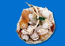 Acquario Assortiti Conchiglie