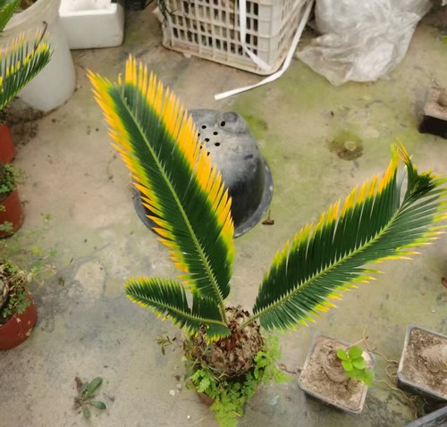 Cycas revoluta aurea - cycas,