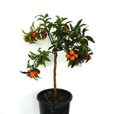 Citrus japonica | Kumquat Tree - pianta di agrumi | albero di agrumi | albero di arancio nano