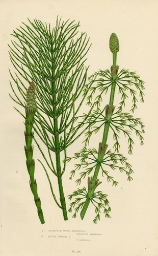 Stampa botanica antica 1899 - antica,