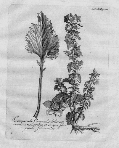 Campanula glockenblume erbe - campanula,