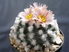 Pediocactus winkleri RP 132 -