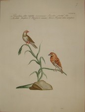 Incisione bengalino birds - incisione,