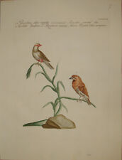 incisione Bengalino birds Manetti Ornithology uccelli etching engraving