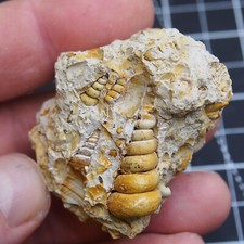 57gr Gastropode Granulolabio Turritella Bivalve Fossili Molluschi Lumaca 331