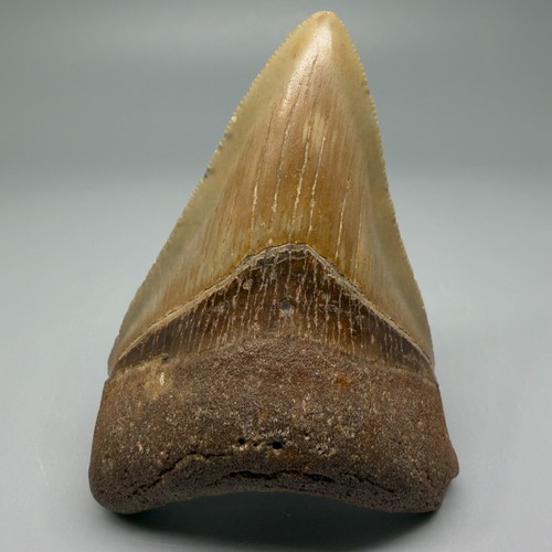 Dente squalo megalodon - dente,