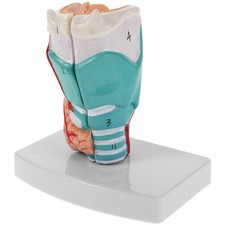 Modello medico di : anatomia laringea umana realistica per uso clinico -