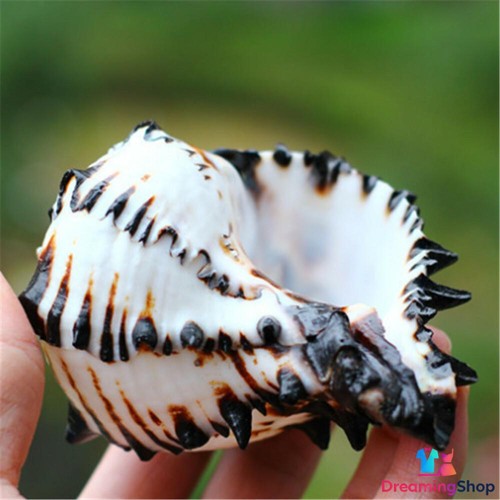 Conchiglia lumaca - 1,