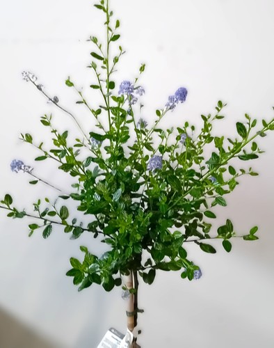 Ceanothus impressus fiore - impressus, a