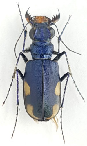 Carabidae cicindelinae - carabidae,,