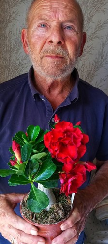Adenium obesum rosso - adenium,