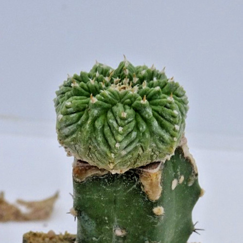 Cactus aztekium - cactus,