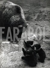 Foto vintage Mamma Wilma ed i suoi tre cuccioli, stampa 21x15cm