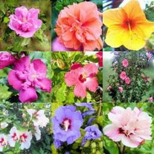 Hibiscus syriacus mix 100 - hibiscus,