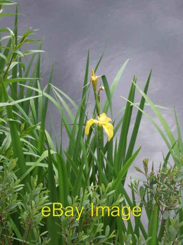 Photo 6x4 yellow flag iris - photo,