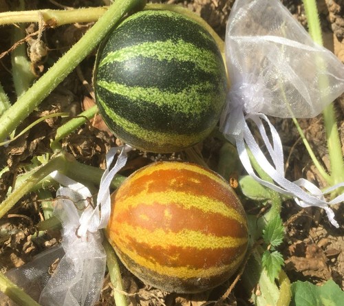 Melone russo rich sweetness - melone,