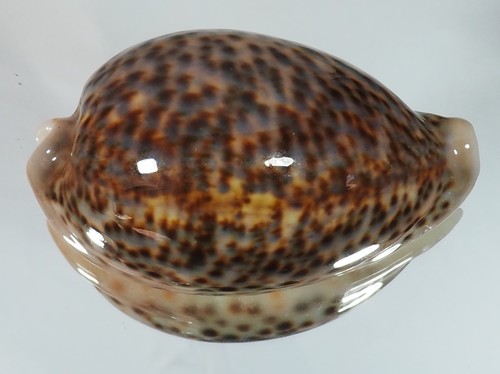 Cypraea pantherina funebralis - cypraea,