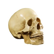 Modello di replica del cranio