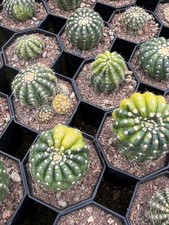 Notocactus uebelmannianus