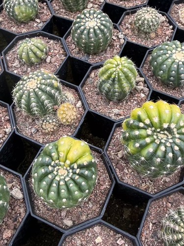 Notocactus uebelmannianus