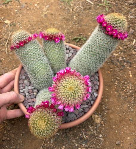 Mammillaria spinosissima subs - mammillaria,