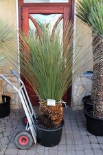 Dasylirion longissimum dal