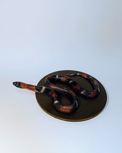 Taxidermy cabinet de - cabinet,