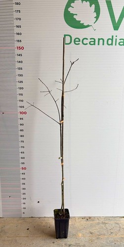 Pianta quercus rubra - di,