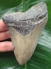 Dente grigio blu del