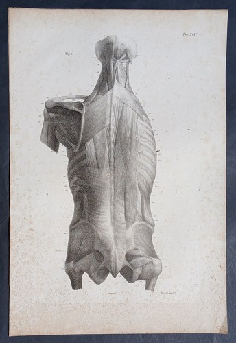 Stampa antica anatomia muscoli - stampa,