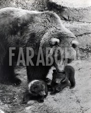 Foto Vintage Animali Regno Unito zoo di Whipsnade Mamma Orsa e cuccioli 1971