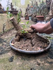 Bonsai  Olivastro Come In Foto