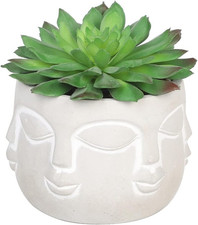 Halo Verde Artificiale Pianta