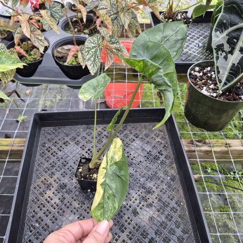Alocasia macrorrhiza schock - macrorrhiza,