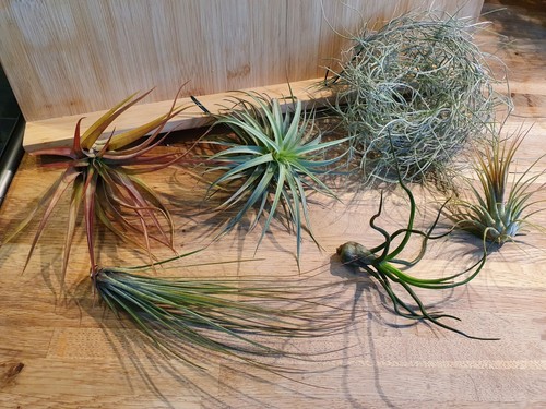 Tillandsia lot - tillandsia,