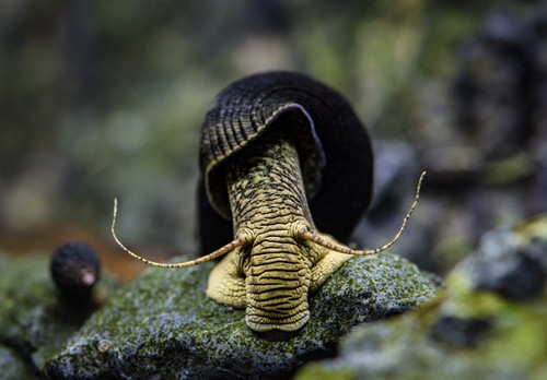 Pack rabbit snails - 2,