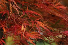 ACER PALMATUM DISSECTUM