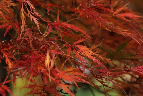 Acer palmatum dissectum - acer,