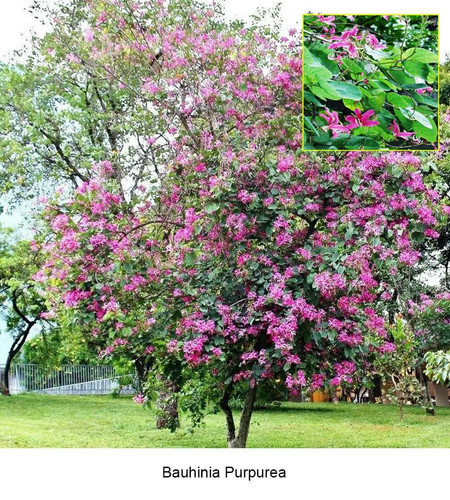 Bauhinia purpurea purple - bauhinia, purpurea,
