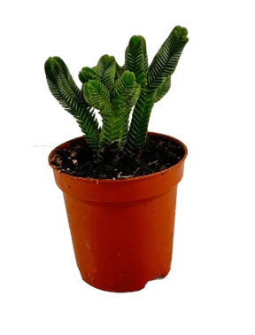 Crassula oltre pyramidalis - crassula,