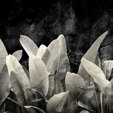 Fotomurale moderno foglie nero