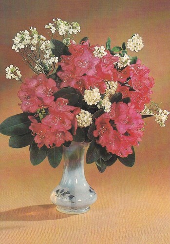 Cartolina auguri mazzo di - -,