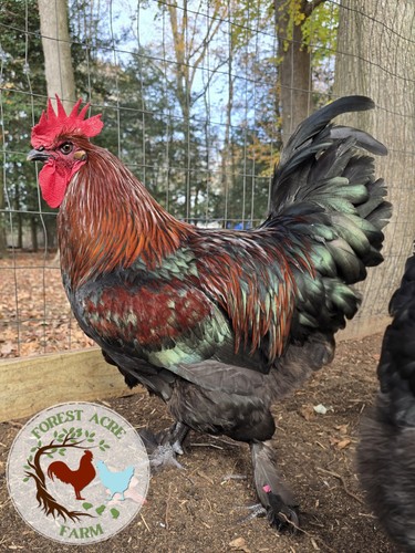 Black copper marans bcm - black,