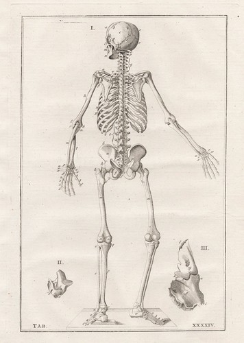 Scheletro umano eustachio - scheletro,