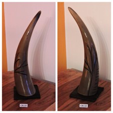 CORNO bue africano originale